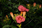 Fleurs