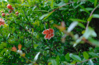 DSC_1917